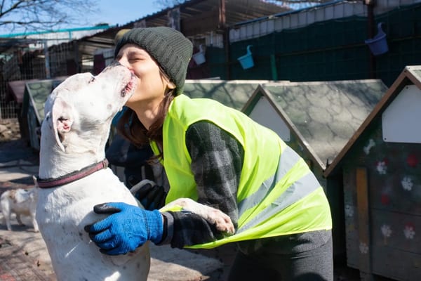 Animal shelter volunteer caring for rescued dog